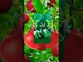 Download Lagu Mashallah Al Quran #shorts #shortvideo #subscribe #funny #v#viralvideo #video #love #like #live