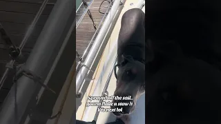 Sadly it looks like it was neglected to death smh . #fyp #travel #vlog #pets #doberman #sailing