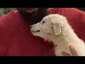 Download Lagu Paralyzed dog smiles when she's rescued