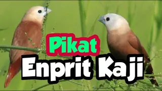 Download Pikat burung emrit kaji/pancingan burung pikatan cepat buka suara MP3