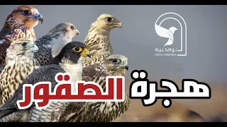 وثائقي عن اسرار هجرة الصقور واماكن انتشارها واشهر انواعها الصقر الحر الوكري الجير الشاهين البوعميرة دندنها
