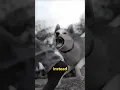 Download Lagu How To Survive a Dog Attack
