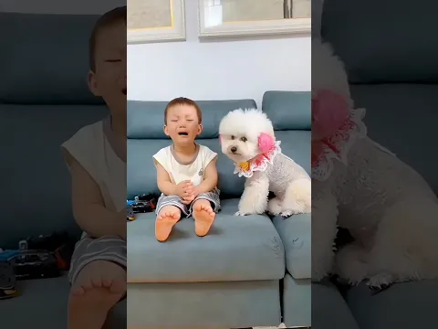 Dog's Intelligence!