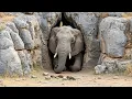 Lagu A Mother Elephant Is Stuck At A Cave Entrance — Her Calf Runs To Humans For Help | Animal Rescue