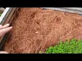 Mulching a raised garden bed with pine needles