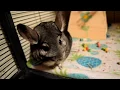 What Owning A Chinchilla Is Actually Like