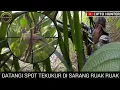 Download Lagu Kebun sawit masih di gemari buruan‼️berburu tekukur
