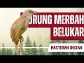 Download Lagu Masteran Merbah Belukar Gacor Full Isian