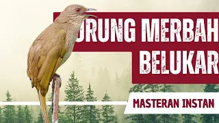 masteran merbah belukar gacor full isian