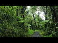 Relaxing Sounds of El Yunque National Forest Puerto Rico - New Version High Quality 10 Hour