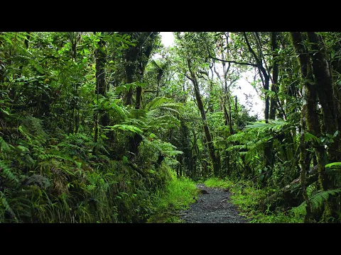 Download MP3 Relaxing Sounds of El Yunque National Forest (Puerto Rico) - New Version! High Quality 10 Hour Audio