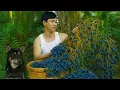 CEO Trieu Dan and Micky spent a special day together harvesting and processing a unique fruit.