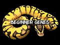 The Top 6 Beginner Ball Python Genes