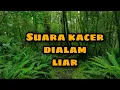 Lagu Suara kacer di alam liar, pancingan kacer