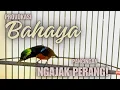 Download Lagu pancingan Burung Konin gacor ngerol untuk kolibri ninja ijoan sampe metalik