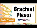 Brachial Plexus Mnemonics and Tricks Anatomy Made Easy