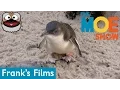 Frank s Friends - Little Blue Penguin Kids Learn About Penguins Fun Educational