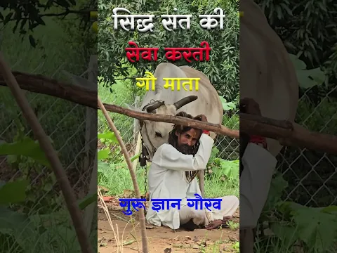 जंगल में सिद्ध संत की सेवा करती गऊ माता #karka #guru_gyan_gaurav