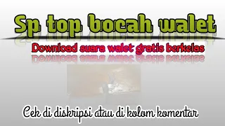 suara panggil burung walet mp3