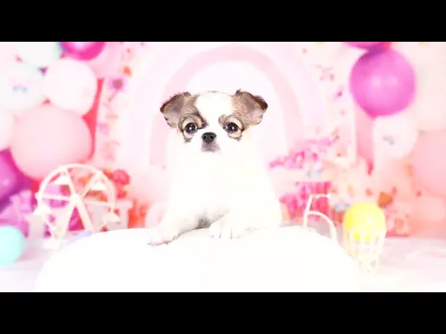 動画
