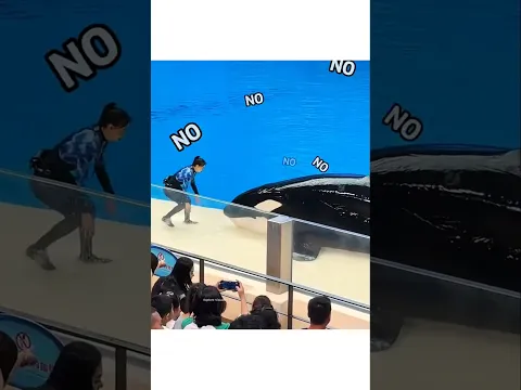 The Dolphin Refused to Listen… Until She Used This Clever Trick