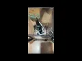 6 blade ninja blender part
