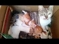 Download Lagu Mother cat leaves her five kittens in box waiting for her to finish eating