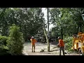 Pro Tree Services Aston PA