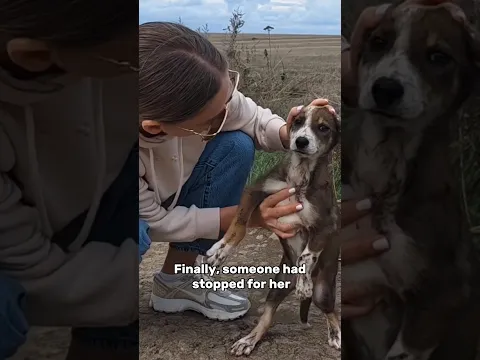 She Chased Every Passing Car… Until Someone Finally Stopped 🥺❤️ #adoptstrays #dogrescue #shelter