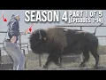 Cross Timbers Bison SEASON 4 MARATHON Part 1 of 5
