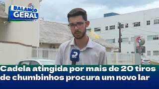 Cadela atingida por mais de 20 tiros de chumbinhos procura um novo lar
