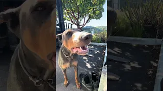 #fypシ #Fyp #Dream #doberman #pets