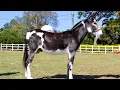 Discover the Largest Pegasus Donkey Breeding Ranch in the World