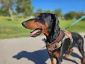 Meet Klaus a foster from Desert Harbor Doberman Rescue of AZ