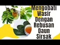 Download Lagu #WASIR Mengobati Wasir Dengan Rebusan Daun Sirsak