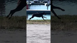 Did you see that !?! #Fyp #dream #doberman #pets #youtube