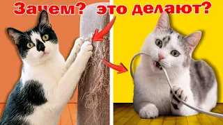 ПОЧЕМУ КОШКИ ТАК СЕБЯ ВЕДУТ? 12 СЕКРЕТОВ И СТРАННОСТЕЙ КОТОВ (ОБЪЯСНЕНИЕ)