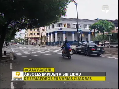 Arboles impiden visibilidad de semáforos en varias cuadras