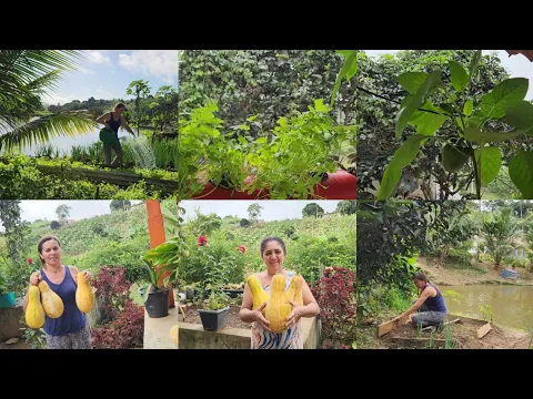Download MP3 Colhendo abóbora + Ideia boa p/ plantar coentro em horta + plantação em cano pvc