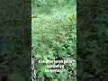 Download Lagu coba kita bertanya pada rumput yg bergoyang!!!