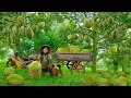 Download Lagu Harvest Ripe Thai Durian Fallen from Tree Goes to Market Sell, Plant Water Spinach and Napa Cabbage