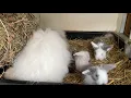 Teddywidder Babys
