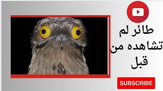 اسرار  طائر البوتو العجيب التي لا تعرفها دندنها