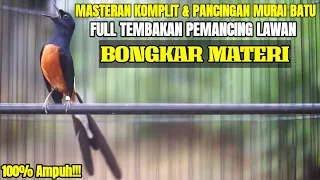 tembakan burung murai batu emosi full tembakan materi komplit cocok buat masteran murai batu anda