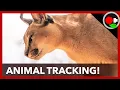 The New Animal Trackers That Will Revolutionize Biology