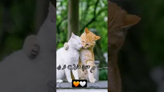 دخلت حياتي بيسان اسماعيل اكسبلور بدون موسيقى اغاني دخلت حياتي بيسان اسماعيل 1k بيسان 