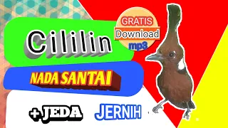 suara masteran murai batu suara burung cililin