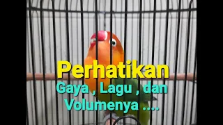 lovebird ngekek gaya mewah volume kasar 