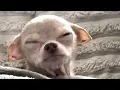 Lagu Tiny chihuahua with unusual face melts hearts