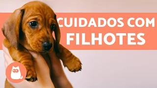 Como cuidar de um CACHORRO FILHOTE 🐶 Guia completo!